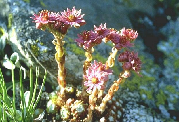 Sempervivum arachnoideum / Semprevivo ragneteloso